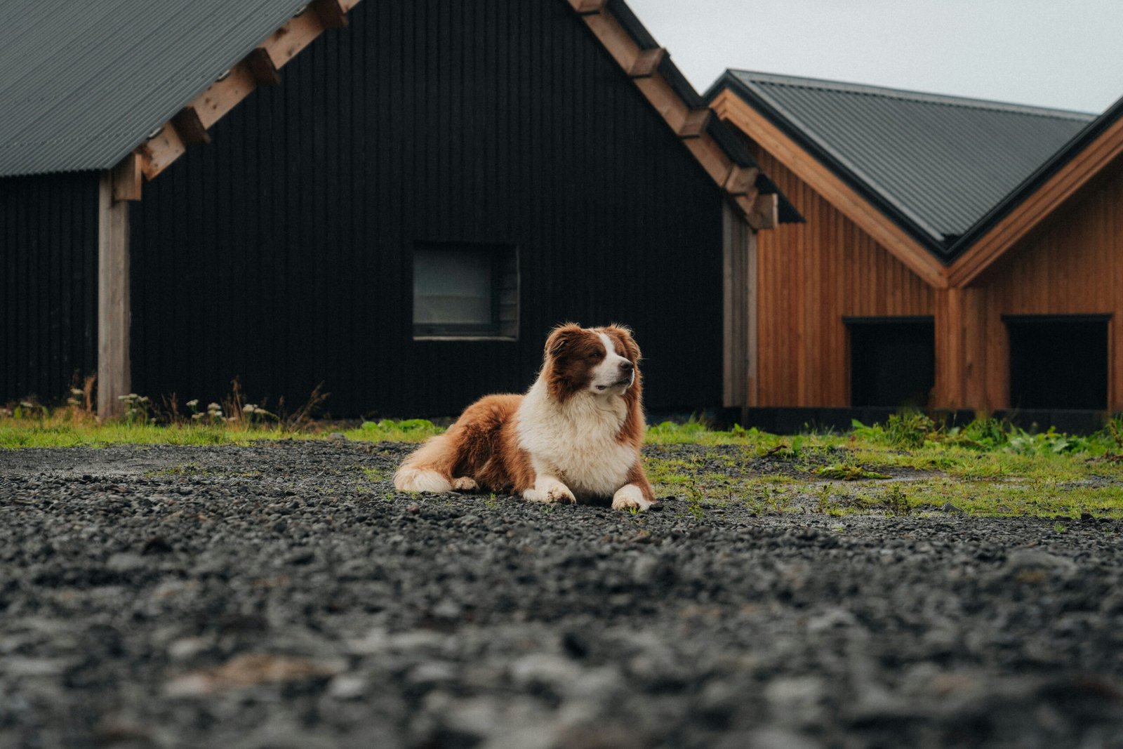 a brown and white dog sitting on top of a gravel road